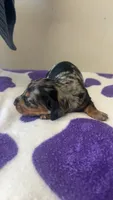Blitz, a male Dachshund and Miniature Dachshund for sale in Branson, MO – 1 of 3
