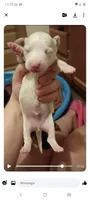 LemonDrop, a male Miniature Dachshund for sale in Dallas, TX – 3 of 6