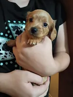 Champagne, a female Dachshund and Miniature Dachshund for sale in Dallas, TX – 3 of 3