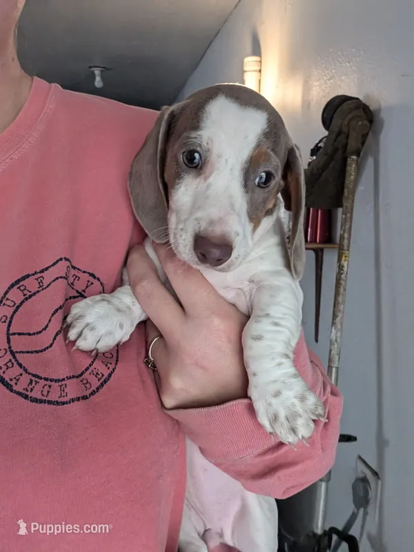 Pie🩷 – Dachshund puppy for sale in Little Rock, AR