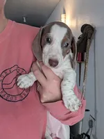 Pie🩷, a female Dachshund for sale in Little Rock, AR – 1 of 5