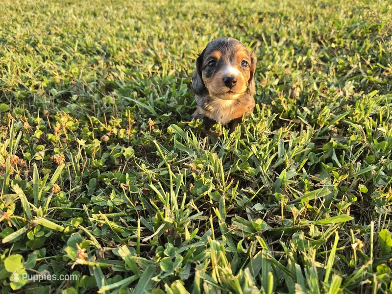 Sylvie – Dachshund, Miniature Dachshund puppy for sale in Branson, MO