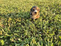 Sylvie, a female Dachshund and Miniature Dachshund for sale in Branson, MO – 1 of 3