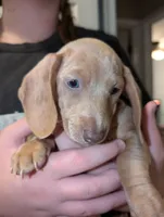 Stella, a female Dachshund and Miniature Dachshund for sale in Branson, MO – 7 of 8