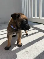 Ranger, a male Belgian Malinois for sale in Saint Cloud, FL – Photo 5 of 6