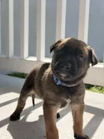 Ranger, a male Belgian Malinois for sale in Saint Cloud, FL – Photo 3 of 6