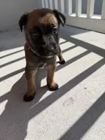 Ranger, a male Belgian Malinois for sale in Saint Cloud, FL – Photo 4 of 6