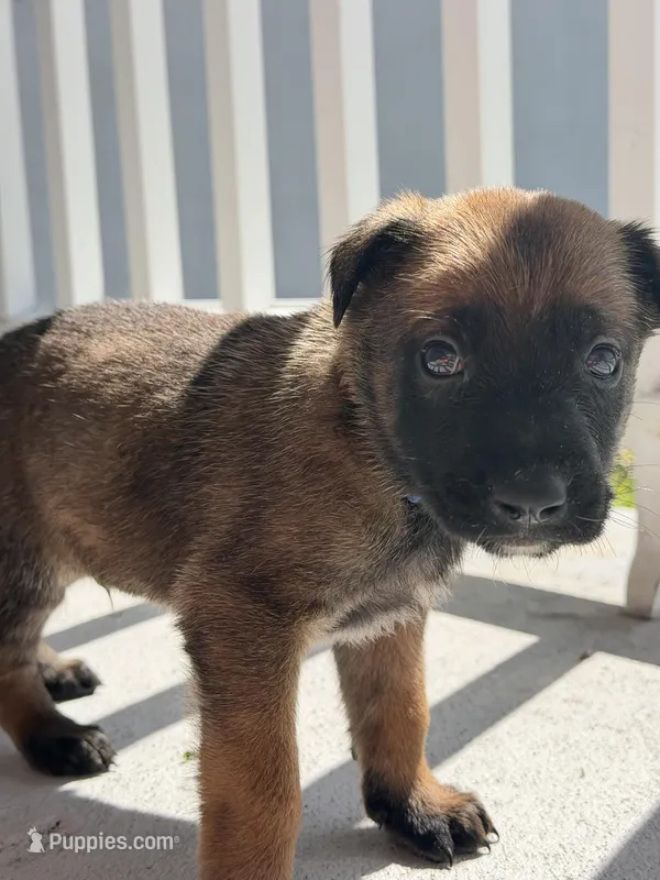 Ranger, a male Belgian Malinois for sale in Saint Cloud, FL – Photo 1 of 6