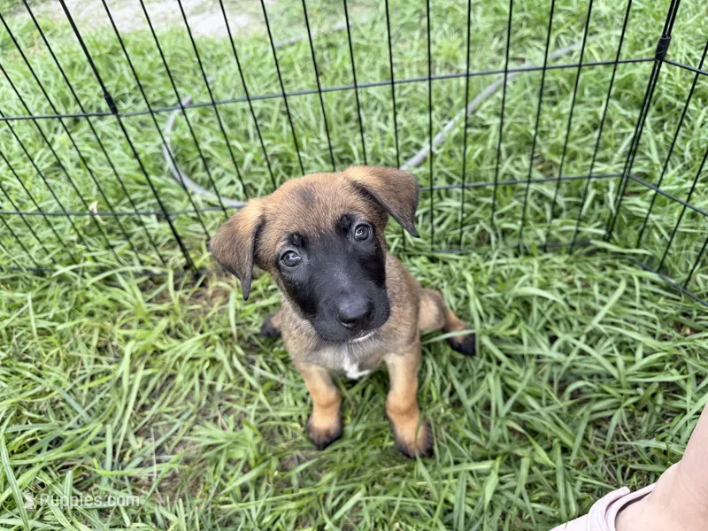 Ranger – Belgian Malinois puppy for sale in Saint Cloud, FL