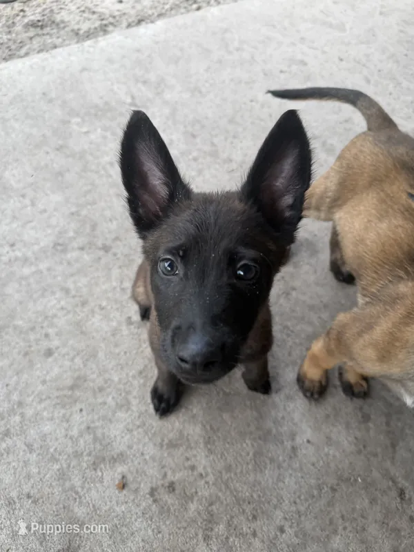 Bronco – Belgian Malinois puppy for sale in Saint Cloud, FL