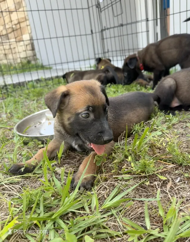 Ranger – Belgian Malinois puppy for sale in Saint Cloud, FL