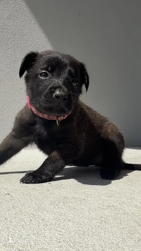 Shelby – Belgian Malinois puppy for sale in Saint Cloud, FL