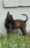 Shelby, a female Belgian Malinois for sale in Saint Cloud, FL – 3 of 5
