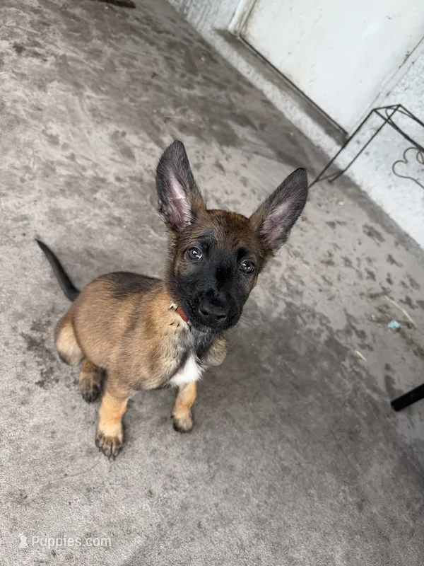 Rogue – Belgian Malinois puppy for sale in Saint Cloud, FL