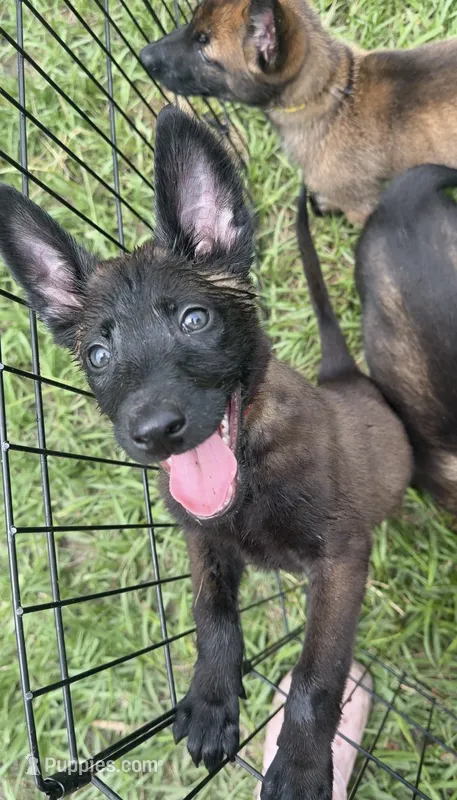 Bronco – Belgian Malinois puppy for sale in Saint Cloud, FL