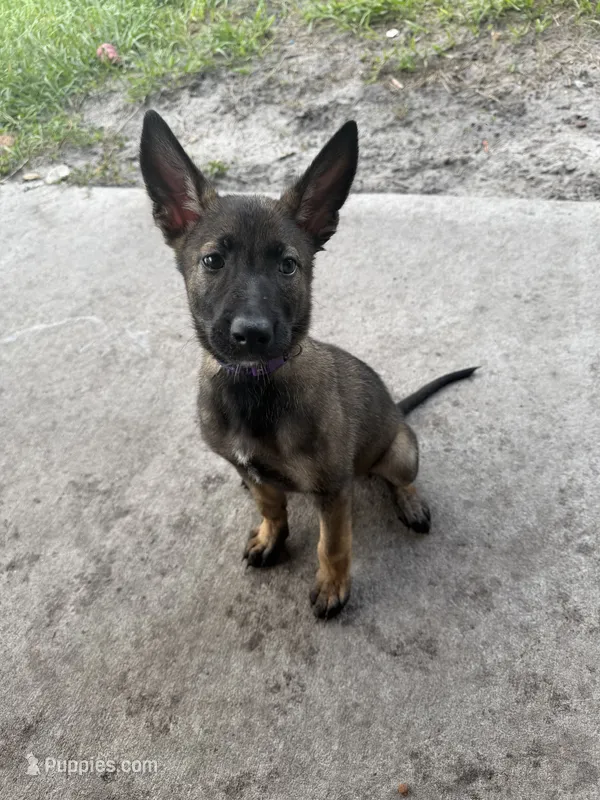Porsche – Belgian Malinois puppy for sale in Saint Cloud, FL