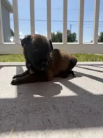Pagani, a female Belgian Malinois for sale in Saint Cloud, FL – Photo 2 of 6