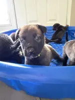 Pagani, a female Belgian Malinois for sale in Saint Cloud, FL – Photo 3 of 6