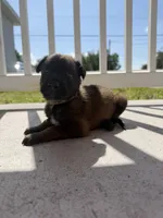 Pagani, a female Belgian Malinois for sale in Saint Cloud, FL – Photo 4 of 6