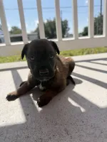 Pagani, a female Belgian Malinois for sale in Saint Cloud, FL – Photo 1 of 6