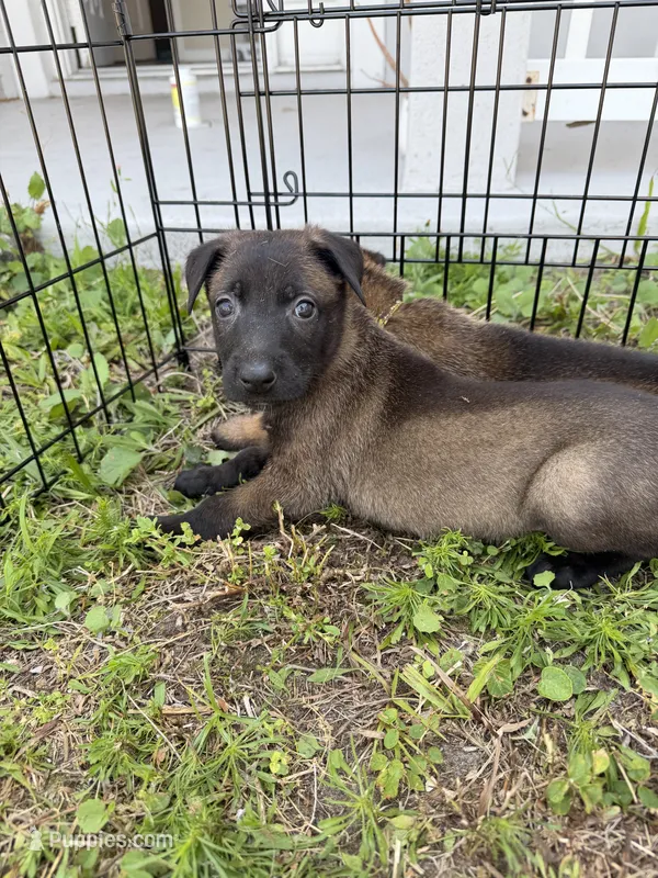 Mercedes – Belgian Malinois puppy for sale in Saint Cloud, FL