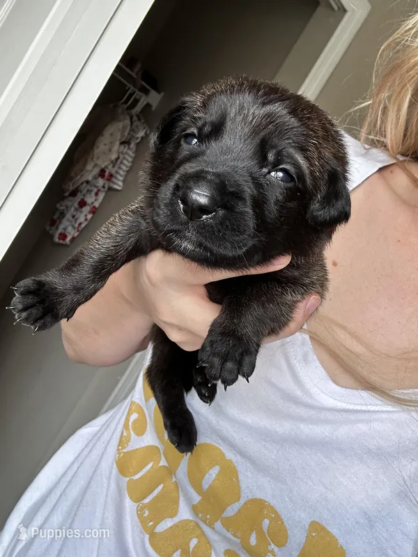 Mercedes – Belgian Malinois puppy for sale in Saint Cloud, FL