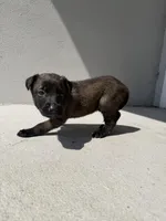Mercedes, a female Belgian Malinois for sale in Saint Cloud, FL – Photo 3 of 6