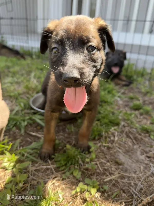 Rogue – Belgian Malinois puppy for sale in Saint Cloud, FL