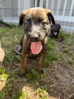 Rogue, a female Belgian Malinois for sale in Saint Cloud, FL – 1 of 5