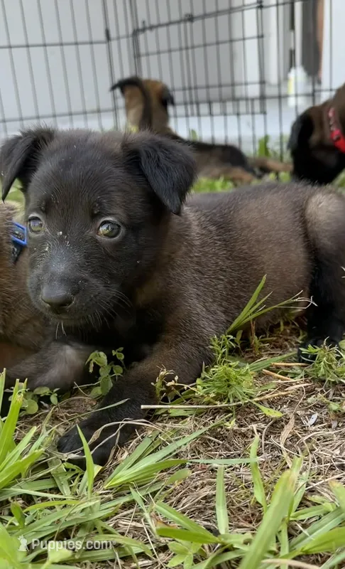 Shelby – Belgian Malinois puppy for sale in Saint Cloud, FL