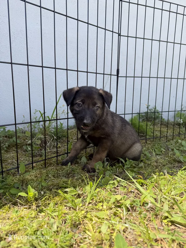 Porsche – Belgian Malinois puppy for sale in Saint Cloud, FL