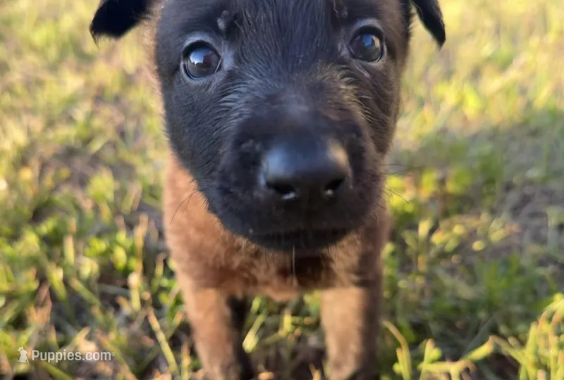 Bronco – Belgian Malinois puppy on hold in Saint Cloud, FL