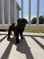 Bronco, a male Belgian Malinois for sale in Saint Cloud, FL – Photo 3 of 6