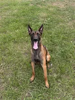 Bronco, a male Belgian Malinois for sale in Saint Cloud, FL – Photo 6 of 6