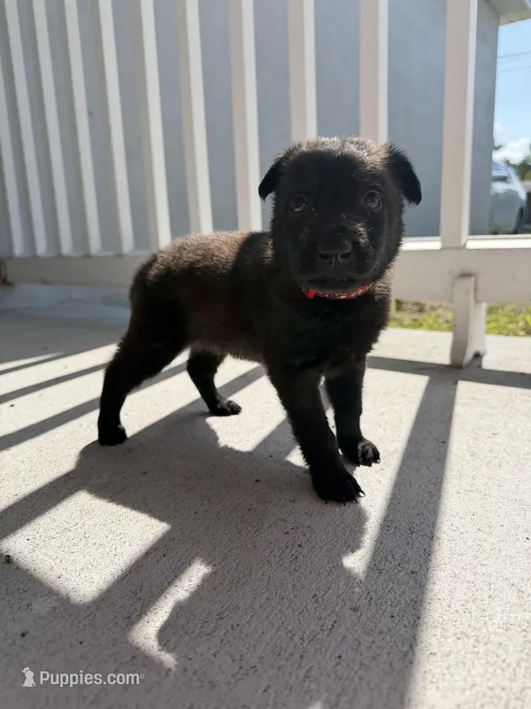 Bronco – Belgian Malinois puppy for sale in Saint Cloud, FL