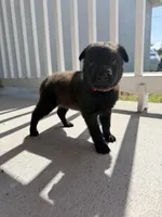 Bronco, a male Belgian Malinois for sale in Saint Cloud, FL – Photo 1 of 6