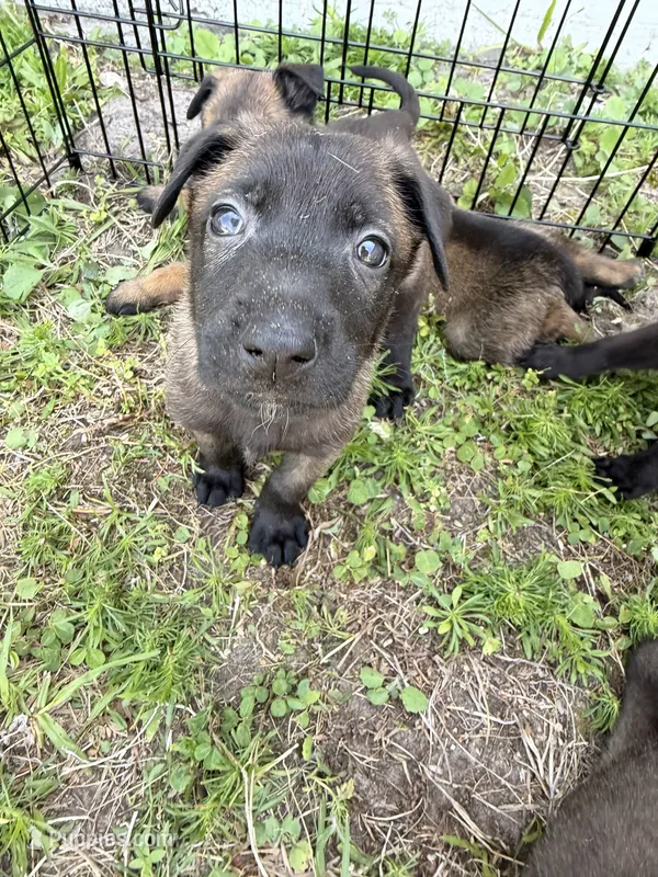 Mercedes – Belgian Malinois puppy for sale in Saint Cloud, FL