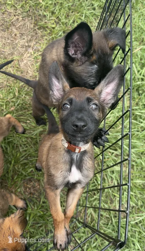 Rogue – Belgian Malinois puppy for sale in Saint Cloud, FL