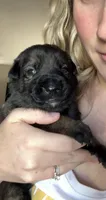 Porsche, a female Belgian Malinois for sale in Saint Cloud, FL – Photo 3 of 6