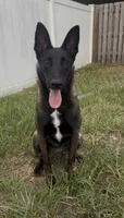 Porsche, a female Belgian Malinois for sale in Saint Cloud, FL – Photo 4 of 6