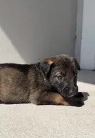 Porsche, a female Belgian Malinois for sale in Saint Cloud, FL – Photo 5 of 6