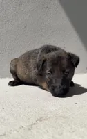 Porsche, a female Belgian Malinois for sale in Saint Cloud, FL – Photo 1 of 6
