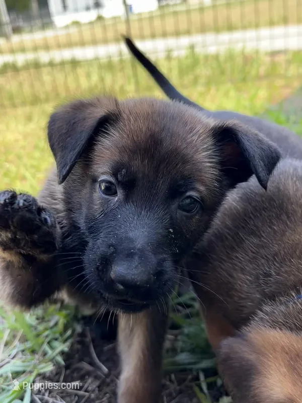 Nova – Belgian Malinois puppy for sale in Saint Cloud, FL