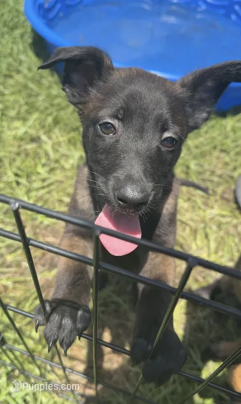 Shelby – Belgian Malinois puppy for sale in Saint Cloud, FL