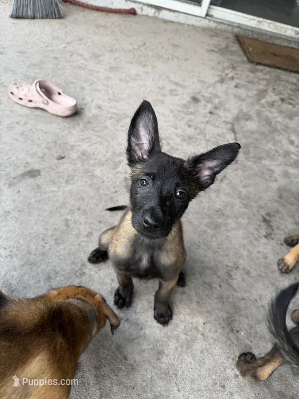 Shelby – Belgian Malinois puppy for sale in Saint Cloud, FL