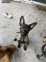 Shelby, a female Belgian Malinois for sale in Saint Cloud, FL – 1 of 5