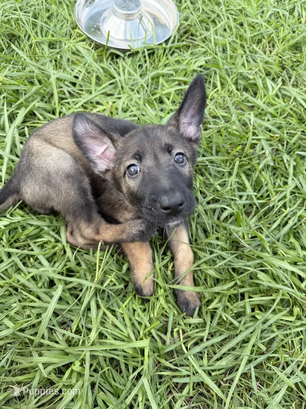 Porsche – Belgian Malinois puppy for sale in Saint Cloud, FL