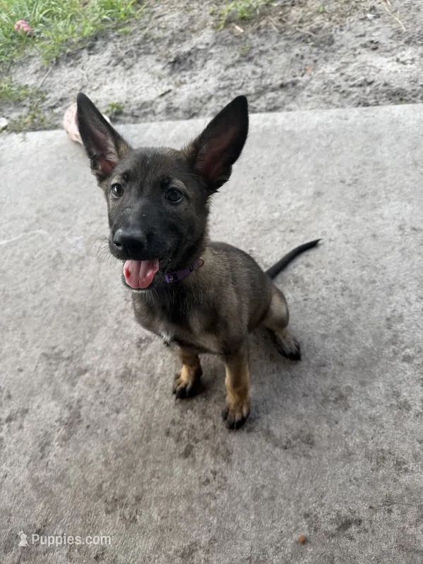 Porsche – Belgian Malinois puppy for sale in Saint Cloud, FL