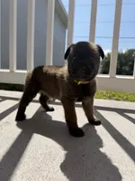 Nova, a female Belgian Malinois for sale in Saint Cloud, FL – Photo 2 of 4