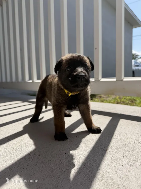 Nova – Belgian Malinois puppy for sale in Saint Cloud, FL